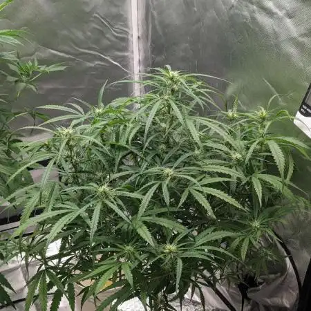 Divine Grow Off Auto Moonrock