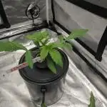 Another Happy Bird Adventure