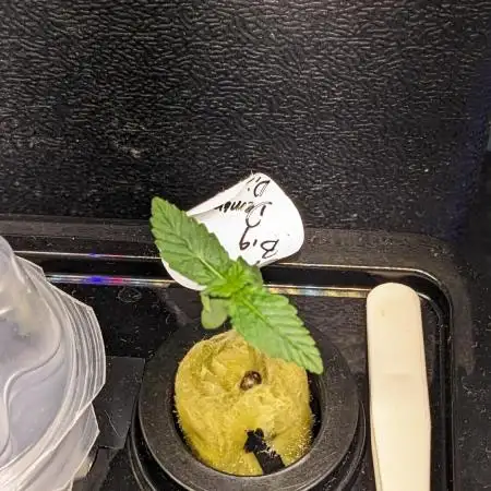 Big Demon Divine Grow Off
