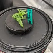 Showcasing my own strain!