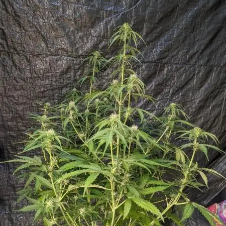 Big Demon Divine Grow Off