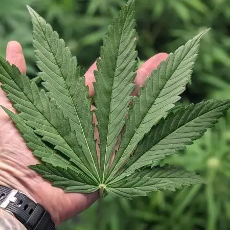 Zen With Benefits Purple Pheno