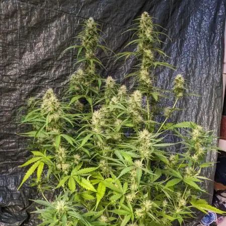 Big Demon Divine Grow Off