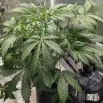 Another Happy Bird Adventure