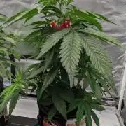 Plagron/Zamnesia Eternity Cup 2026