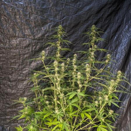 Big Demon Divine Grow Off