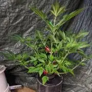 Another Happy Bird Adventure