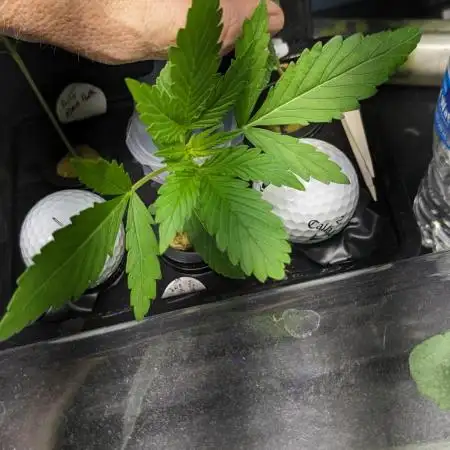 Zen With Benefits Purple Pheno