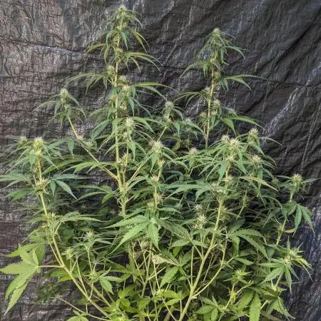 Big Demon Divine Grow Off