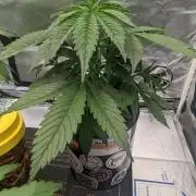 Plagron/Zamnesia Eternity Cup 2026