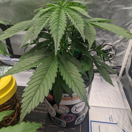 Plagron/Zamnesia Eternity Cup 2026