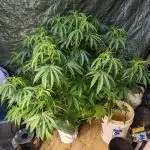 Zen With Benefits Purple Pheno