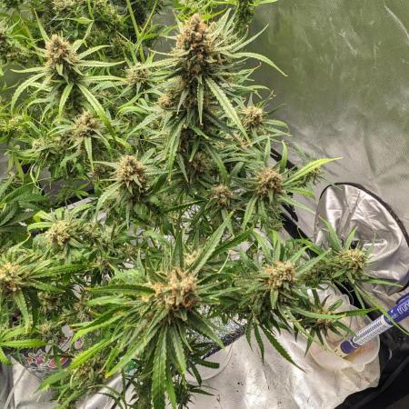 Divine Grow Off Auto Moonrock