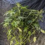 Zen With Benefits Purple Pheno