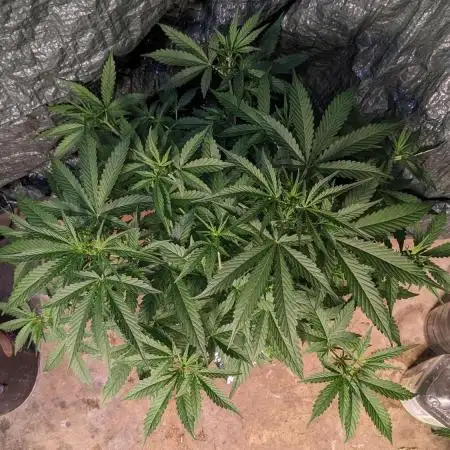 Big Demon Divine Grow Off