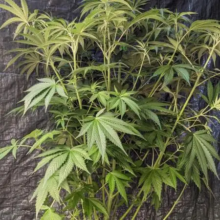 Zen With Benefits Purple Pheno