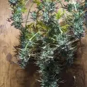 Another Happy Bird Adventure