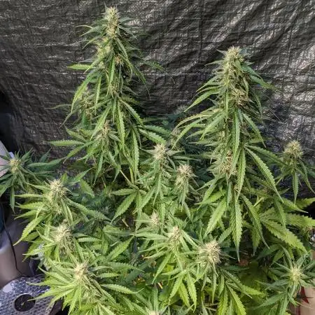 Big Demon Divine Grow Off
