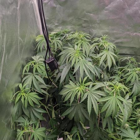 Zen With Benefits Purple Pheno