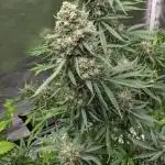 Big Demon Divine Grow Off