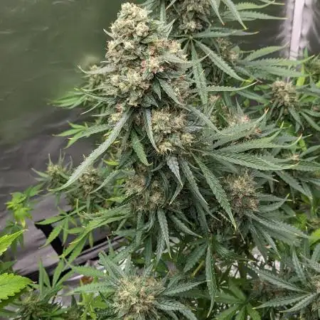 Big Demon Divine Grow Off