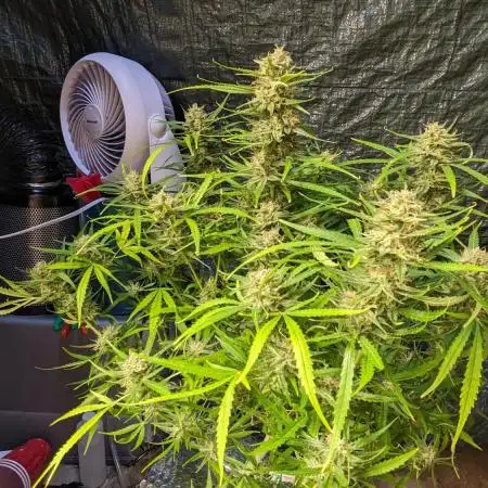 Divine Grow Off Auto Moonrock