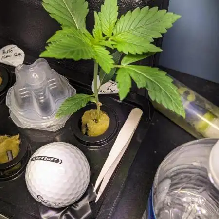 Big Demon Divine Grow Off