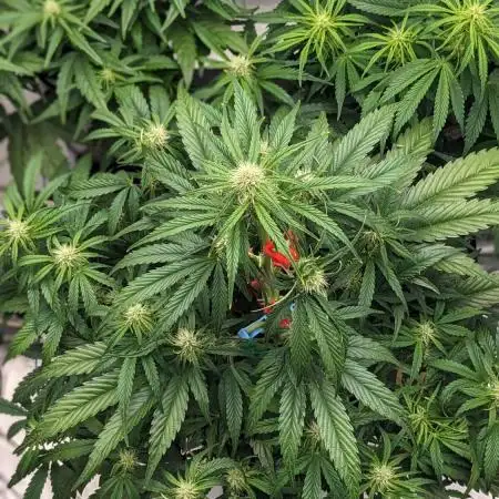 Showcasing my own strain!