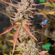 Another Happy Bird Adventure