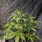 Another Happy Bird Adventure