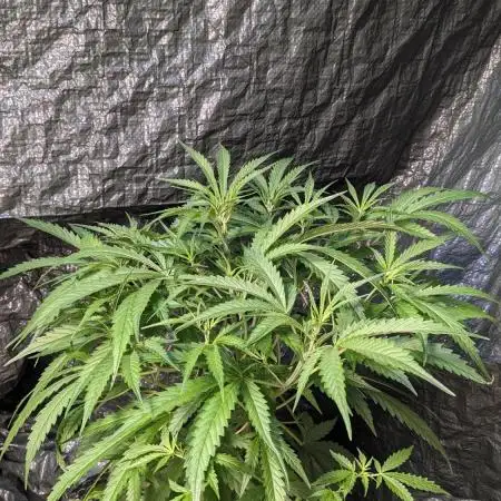 Divine Grow Off Auto Moonrock