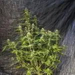 Big Demon Divine Grow Off