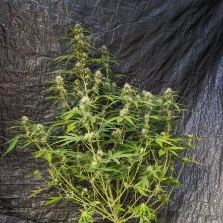 Big Demon Divine Grow Off