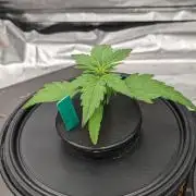 Rainbow Belts Auto by Zamnesia