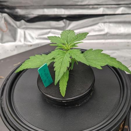 Rainbow Belts Auto by Zamnesia