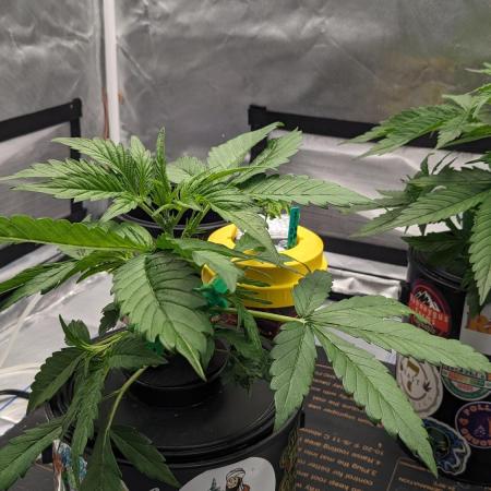 Showcasing my own strain!