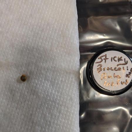 Plagron/Zamnesia Eternity Cup 2026