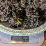 Happy Bird Black Strap #7 S1