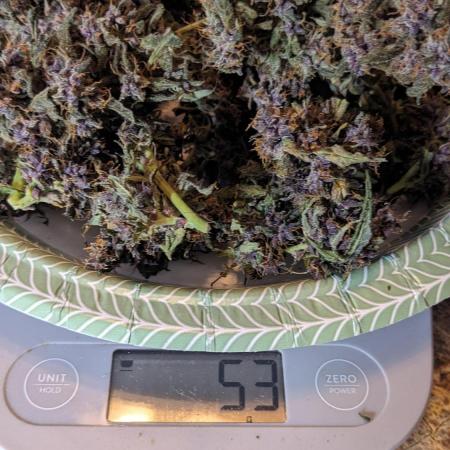 Happy Bird Black Strap #7 S1