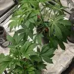 Another Happy Bird Adventure