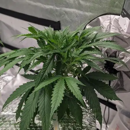 Divine Grow Off Auto Moonrock