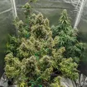 Another Happy Bird Adventure