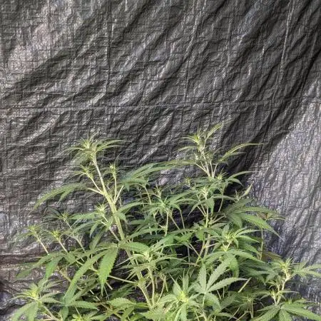 Big Demon Divine Grow Off