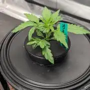 Showcasing my own strain!