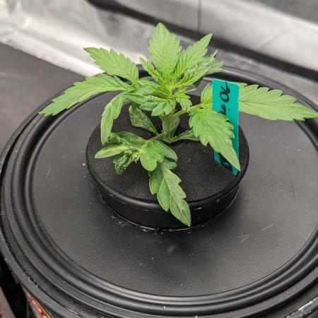 Showcasing my own strain!