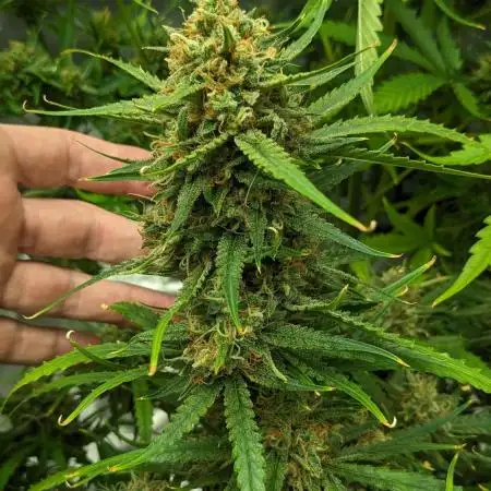 Divine Grow Off Auto Moonrock