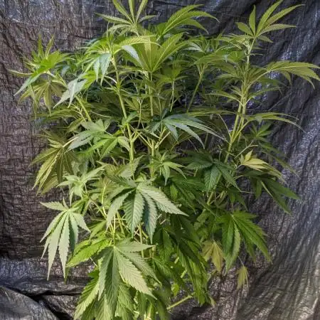 Zen With Benefits Purple Pheno