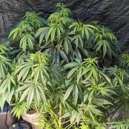 Zen With Benefits Purple Pheno