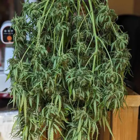 Divine Grow Off Auto Moonrock