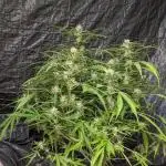 Divine Grow Off Auto Moonrock